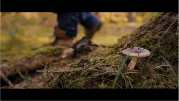 Задник до фильму"Smaragdil: L