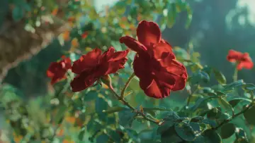 Задник до фільму "Le rose di Marrakech" #1896066