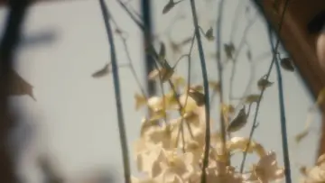 Задник до фильму"Wedding Flowers" #977412