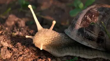 Задник до фильму"The Left-Handed Snail" #1143272