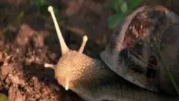 Задник до фильму"The Left-Handed Snail" #822379