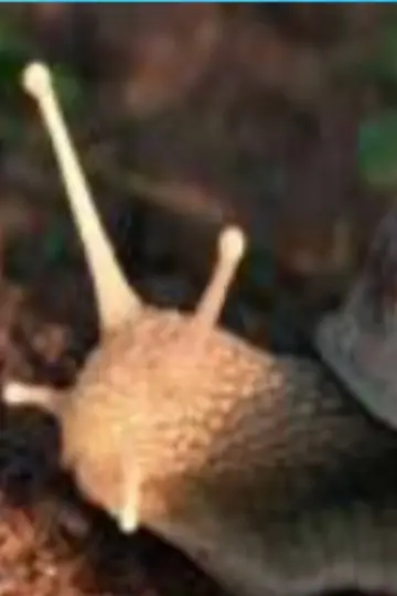 Постер до фильму"The Left-Handed Snail" #822380