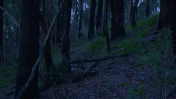 Задник до фильму"FOREST" #846789