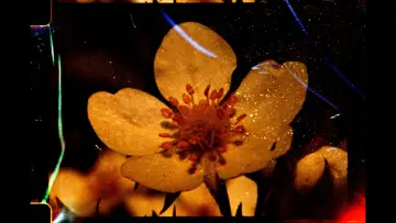Задник до фильму"À fleur de cendres" #1196353