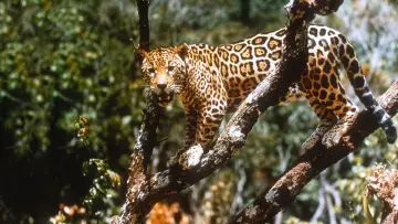 Задник до фільму "Jungle Cat" #1873646