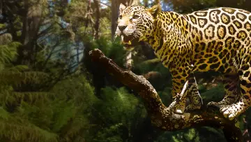 Задник до фільму "Jungle Cat" #1873647