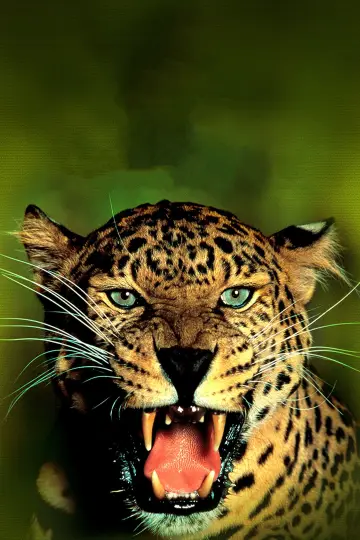 Постер до фільму "Jungle Cat" #1873654