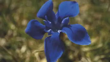 Задник до фильму"Gentian Sprite" #927085