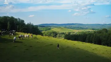 Vihor постер