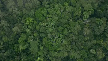 Задник до фільму "Eat More Trees" #928063