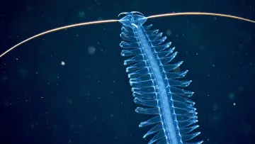 Задник до фильму"Abysses, la face cachée des océans" #915368