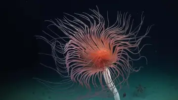 Задник до фильму"Abysses, la face cachée des océans" #915369