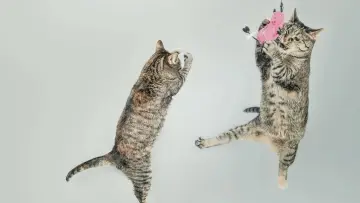Задник до фільму "CatVideoFest 2026" #1630933