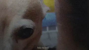 Задник до фильму"Tienda de perros" #914392