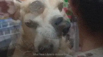 Задник до фильму"Tienda de perros" #914393