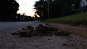 Задник до фильму"Roadkill" #929423