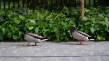 Задник до фильму"Une balade au square des batignoles" #933970