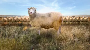 Задник до фільму "Dolly: The World