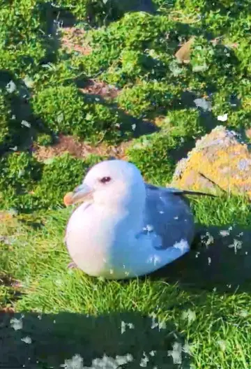 Fulmar постер