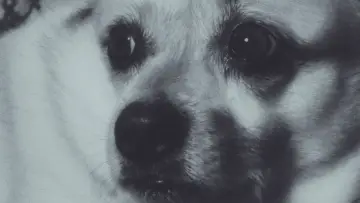 Задник до фильму"Adeline The Dog!" #957469
