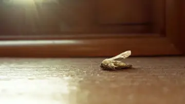 Задник до фильму"MothBlight" #955914