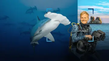 Задник до фільму "Hammerhead Sharks Up Close with Bertie Gregory" #955586