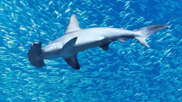 Задник до фільму "Hammerhead Sharks Up Close with Bertie Gregory" #955587