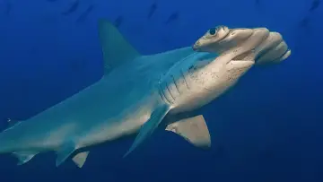 Задник до фільму "Hammerhead Sharks Up Close with Bertie Gregory" #955588