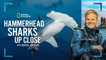Задник до фільму "Hammerhead Sharks Up Close with Bertie Gregory" #955589