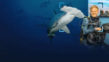 Задник до фільму "Hammerhead Sharks Up Close with Bertie Gregory" #955590