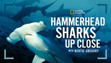Задник до фільму "Hammerhead Sharks Up Close with Bertie Gregory" #955591