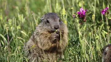 Задник до фільму "Marmottes la Guerre des Clans" #1201376
