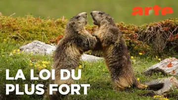Задник до фільму "Marmottes la Guerre des Clans" #958140