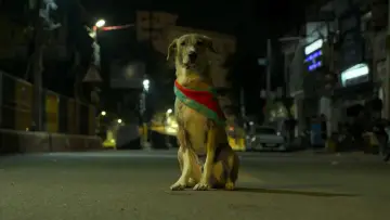 Ohh My Dog постер