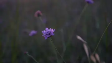 Задник до фильму"COULDN