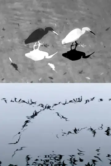 Animal Studies (Egret / Seagull Reflection / Midges / Spider / Swans in a Line) постер