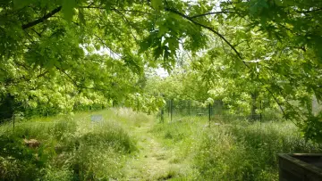 Задник до фильму"La Picasso Food Forest" #1159571