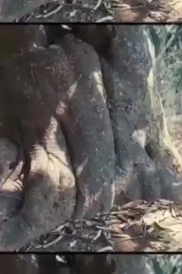 The Tree постер
