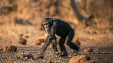 Задник до фільму "Humanlike - The Chimps of Fongoli" #1572827