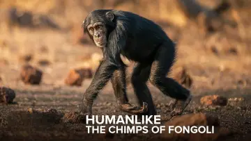 Задник до фільму "Humanlike - The Chimps of Fongoli" #1572828