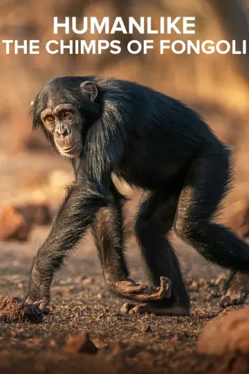 Постер до фільму "Humanlike - The Chimps of Fongoli" #1572830