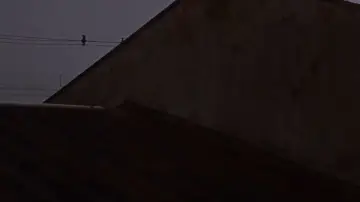 Задник до фільму "apocalipse dos animais" #1230043