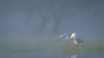 Delta Sălbatică постер