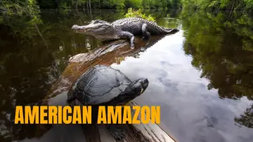 Задник до фільму "American Amazon" #1625627
