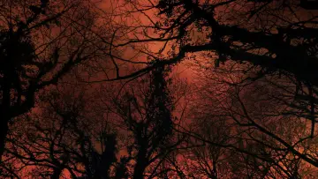 Задник до фільму "Carta d’un arbre als humans" #1569645
