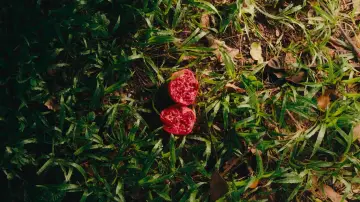 Задник до фільму "Pomegranate" #1849115