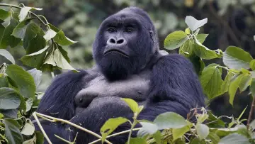 Задник до фільму "Mountain Gorilla" #1640891