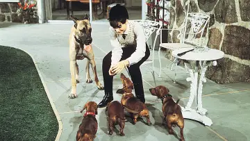 Задник до фільму "The Ugly Dachshund" #1853639