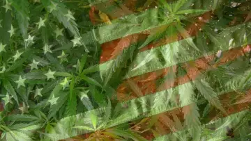 Задник до фільму "Grass" #1572982