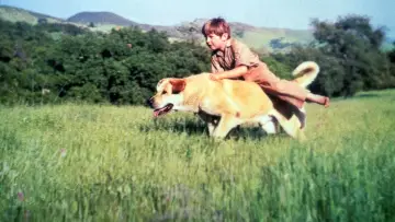Задник до фильму"Old Yeller" #384327